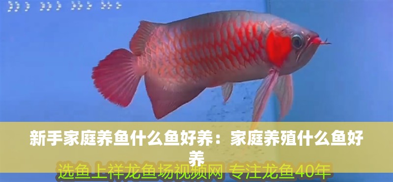 新手家庭養(yǎng)魚什么魚好養(yǎng)：家庭養(yǎng)殖什么魚好養(yǎng) 新手家庭養(yǎng)魚什么魚好養(yǎng)：家庭養(yǎng)殖什么魚好養(yǎng) 魚缸百科