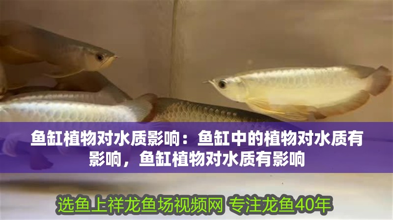 魚缸植物對水質影響：魚缸中的植物對水質有影響，魚缸植物對水質有影響