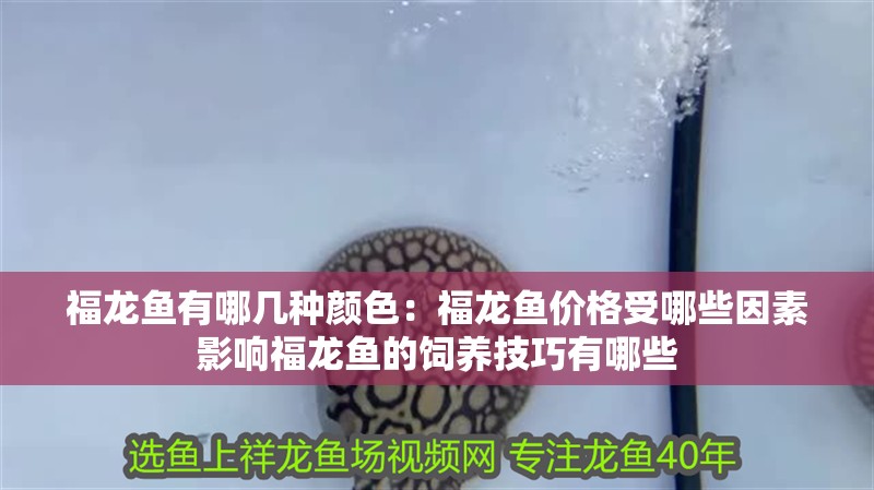 福龍魚有哪幾種顏色：福龍魚價格受哪些因素影響福龍魚的飼養技巧有哪些 福龍魚有哪幾種顏色：福龍魚價格受哪些因素影響福龍魚的飼養技巧有哪些 龍魚百科