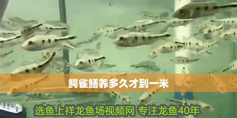 鱷雀鱔養多久才到一米