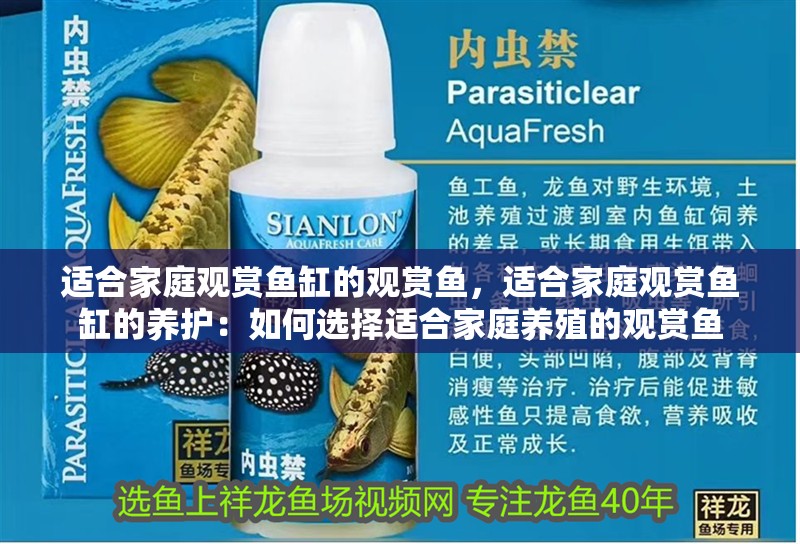 適合家庭觀賞魚缸的觀賞魚，適合家庭觀賞魚缸的養(yǎng)護：如何選擇適合家庭養(yǎng)殖的觀賞魚 適合家庭觀賞魚缸的觀賞魚，適合家庭觀賞魚缸的養(yǎng)護：如何選擇適合家庭養(yǎng)殖的觀賞魚 魚缸百科