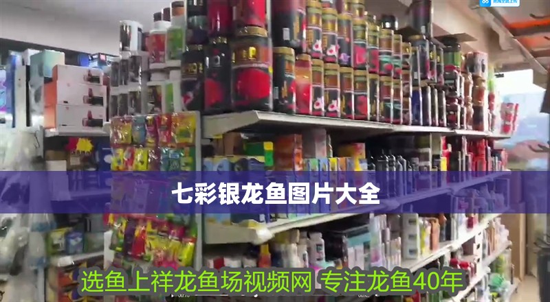 七彩銀龍魚圖片大全