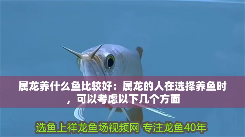 屬龍養(yǎng)什么魚比較好：屬龍的人在選擇養(yǎng)魚時(shí)，可以考慮以下幾個(gè)方面