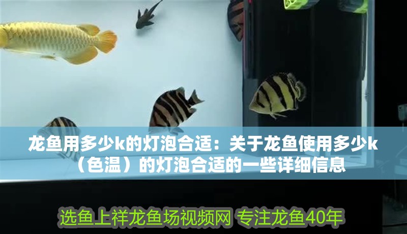 龍魚(yú)用多少k的燈泡合適：關(guān)于龍魚(yú)使用多少k（色溫）的燈泡合適的一些詳細(xì)信息