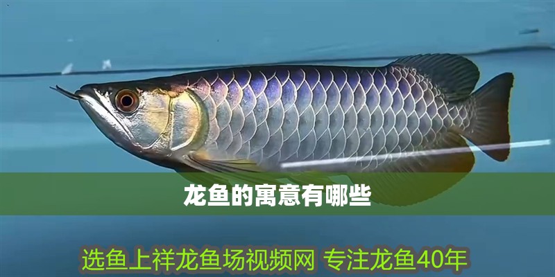 龍魚的寓意有哪些