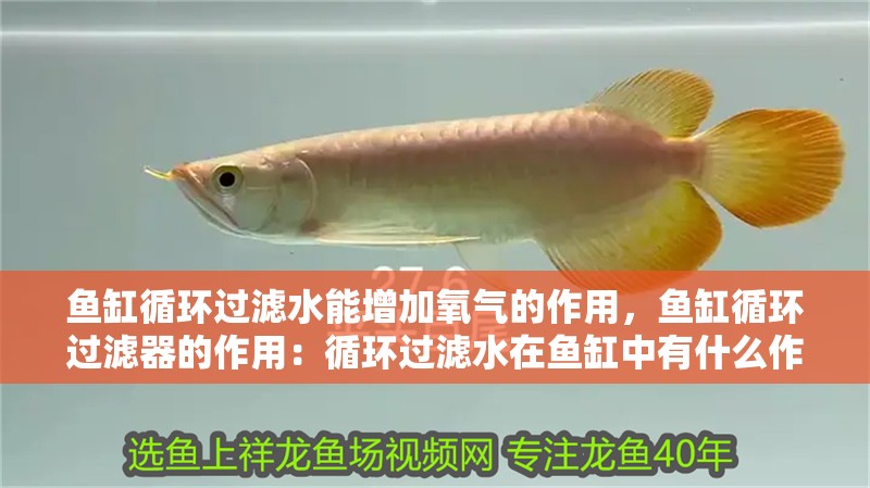 魚缸循環過濾水能增加氧氣的作用，魚缸循環過濾器的作用：循環過濾水在魚缸中有什么作用？
