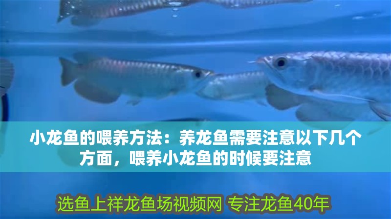 小龍魚的喂養(yǎng)方法：養(yǎng)龍魚需要注意以下幾個方面，喂養(yǎng)小龍魚的時候要注意