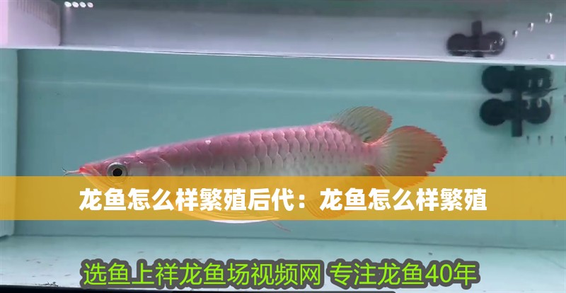 龍魚怎么樣繁殖后代：龍魚怎么樣繁殖
