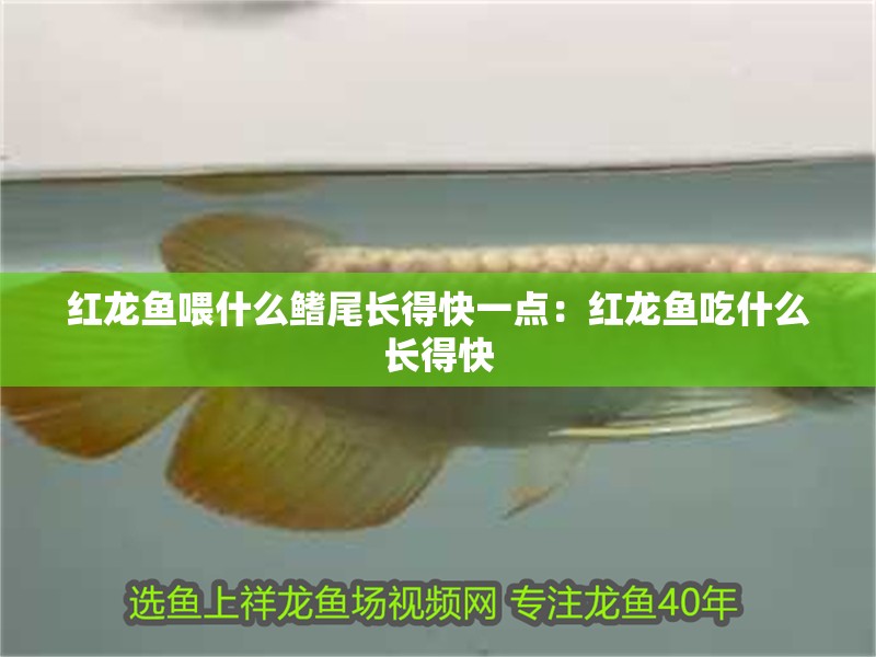 魚缸過濾器選購指南:自制魚缸過濾器魚缸上置過濾器對于養魚愛好者的必備知識 紅龍魚喂什么鰭尾長得快一點:紅龍魚吃什么長得快 龍魚百科 紅龍魚喂什么鰭尾長得快一點:紅龍魚吃什么長得快 紅龍魚喂什么鰭尾長得快一點:紅龍魚吃什么長得快 龍魚百科