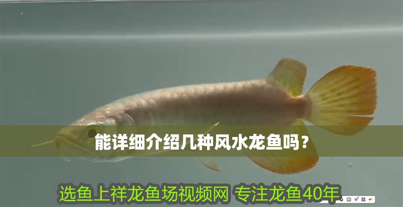 能詳細(xì)介紹幾種風(fēng)水龍魚(yú)嗎？