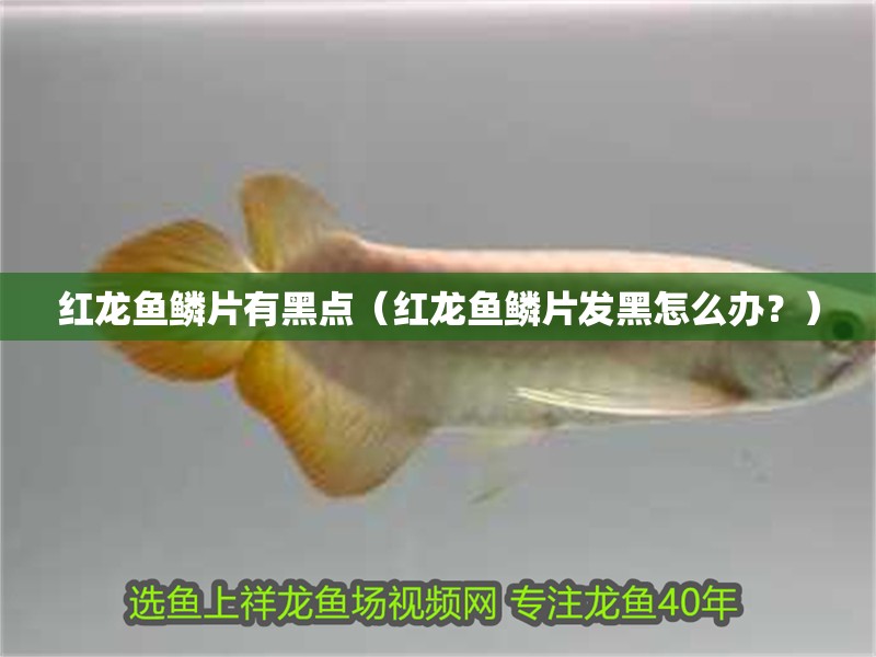 紅龍魚鱗片有黑點（紅龍魚鱗片發(fā)黑怎么辦？） 紅龍魚鱗片有黑點（紅龍魚鱗片發(fā)黑怎么辦？） 龍魚百科