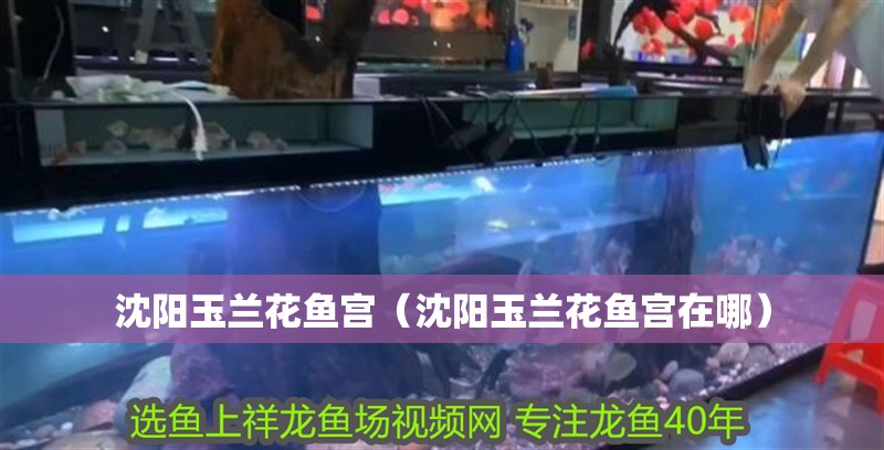 沈陽(yáng)玉蘭花魚(yú)宮（沈陽(yáng)玉蘭花魚(yú)宮在哪）