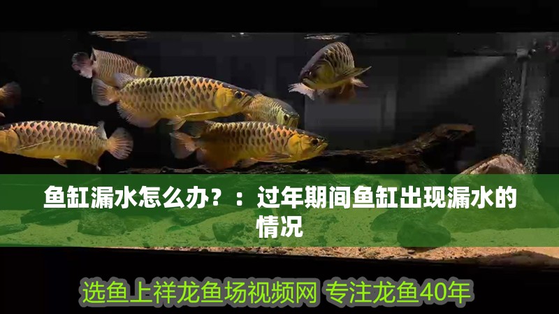 魚缸漏水怎么辦？：過年期間魚缸出現(xiàn)漏水的情況