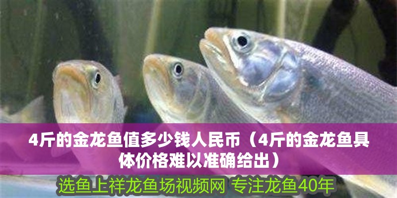 4斤的金龍魚值多少錢人民幣（4斤的金龍魚具體價格難以準確給出）