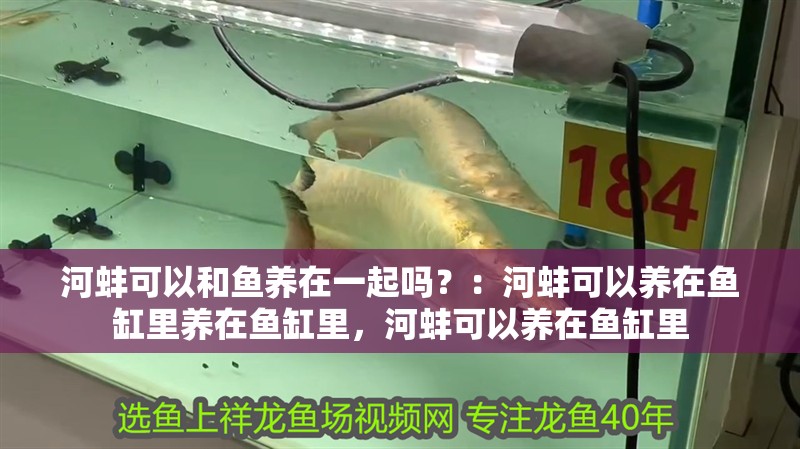 河蚌可以和魚養在一起嗎？：河蚌可以養在魚缸里養在魚缸里，河蚌可以養在魚缸里 河蚌可以和魚養在一起嗎？：河蚌可以養在魚缸里養在魚缸里，河蚌可以養在魚缸里 魚缸百科