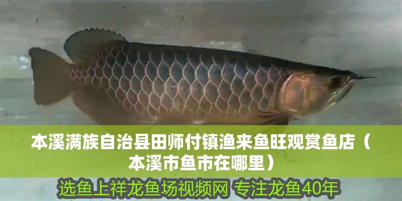 本溪滿族自治縣田師付鎮漁來魚旺觀賞魚店（本溪市魚市在哪里）