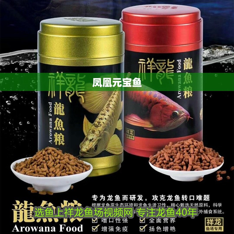 鳳凰元寶魚