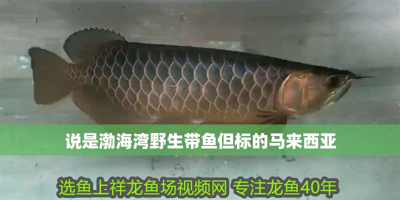 說是渤海灣野生帶魚但標的馬來西亞