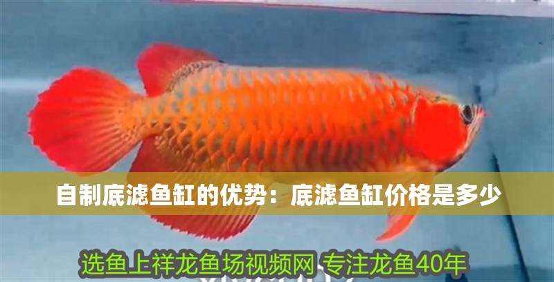 自制底濾魚缸的優勢：底濾魚缸價格是多少 自制底濾魚缸的優勢：底濾魚缸價格是多少 魚缸百科