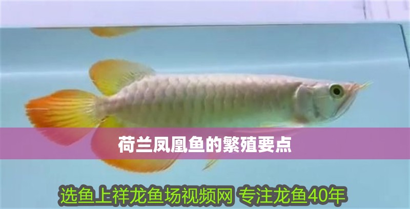荷蘭鳳凰魚的繁殖要點 荷蘭鳳凰魚的繁殖要點 龍魚論壇