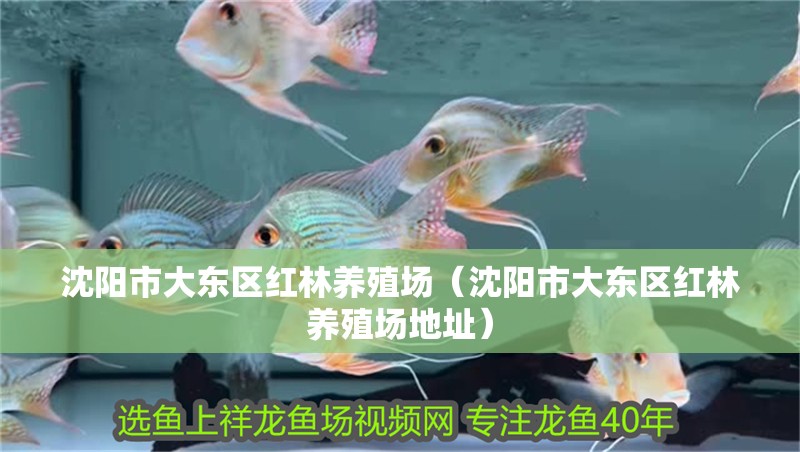魚缸用增氧泵價格是多少:魚缸增氧機-xtrac增氧機-xtrac增氧機 沈陽市大東區紅林養殖場(沈陽市大東區紅林養殖場地址) 全國水族館企業名錄 沈陽市大東區紅林養殖場(沈陽市大東區紅林養殖場地址) 沈陽市大東區紅林養殖場(沈陽市大東區紅林養殖場地址) 全國水族館企業名錄