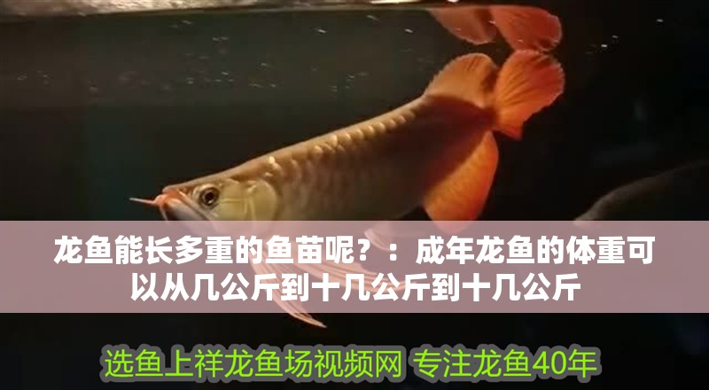 龍魚能長多重的魚苗呢？：成年龍魚的體重可以從幾公斤到十幾公斤到十幾公斤