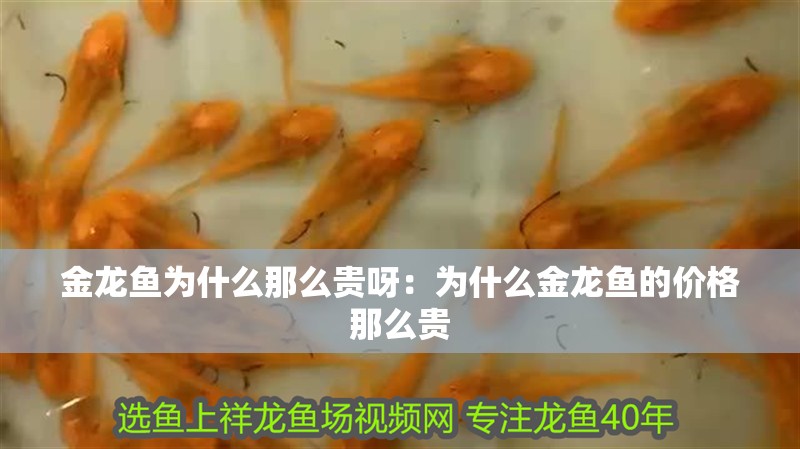 金龍魚為什么那么貴呀：為什么金龍魚的價格那么貴
