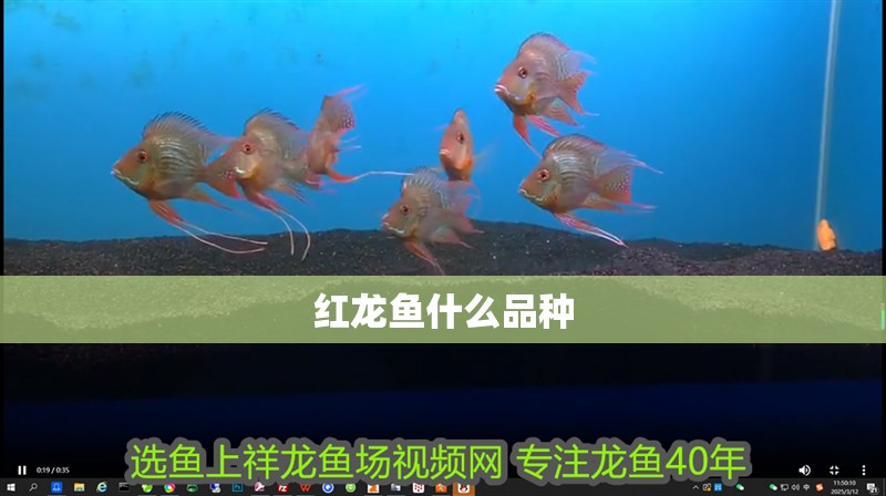 紅龍魚什么品種 紅龍魚什么品種 龍魚論壇