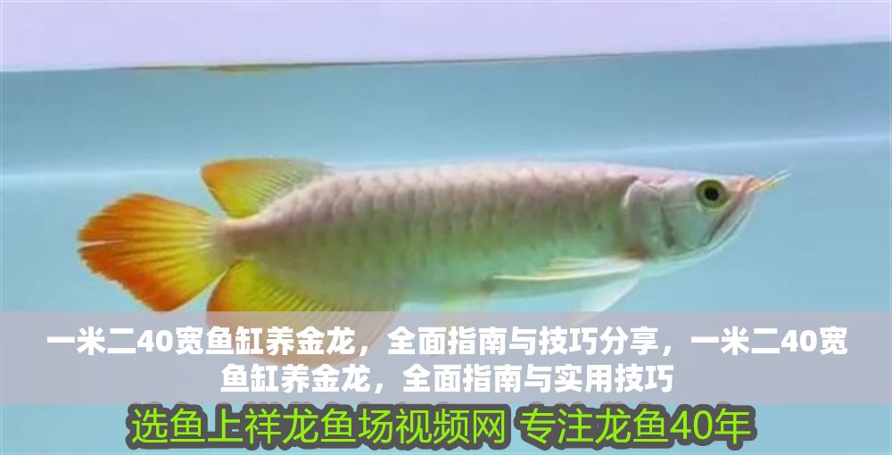 一米二40寬魚缸養金龍，全面指南與技巧分享，一米二40寬魚缸養金龍，全面指南與實用技巧