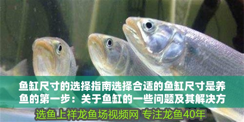 魚缸尺寸的選擇指南選擇合適的魚缸尺寸是養魚的第一步：關于魚缸的一些問題及其解決方案