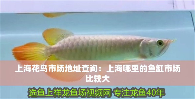 上海花鳥(niǎo)市場(chǎng)地址查詢：上海哪里的魚(yú)缸市場(chǎng)比較大