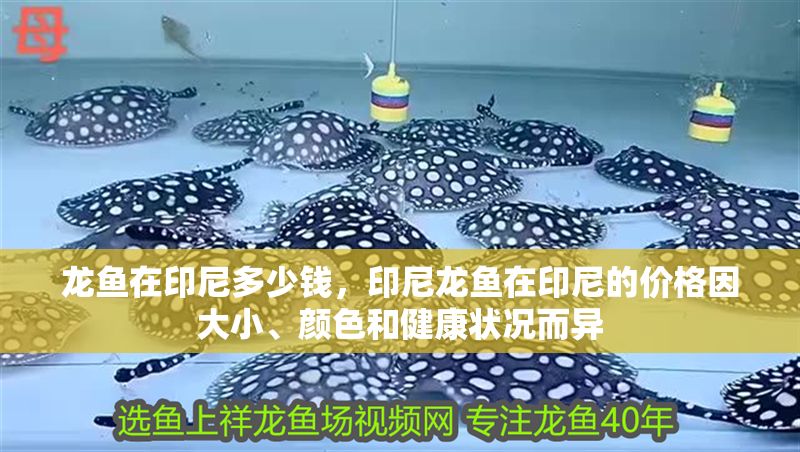 龍魚在印尼多少錢，印尼龍魚在印尼的價格因大小、顏色和健康狀況而異