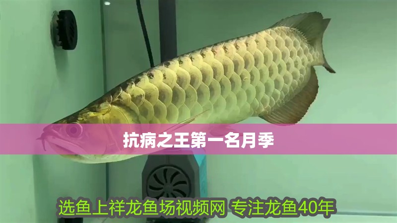 抗病之王第一名月季