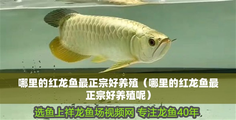 哪里的紅龍魚最正宗好養殖（哪里的紅龍魚最正宗好養殖呢）