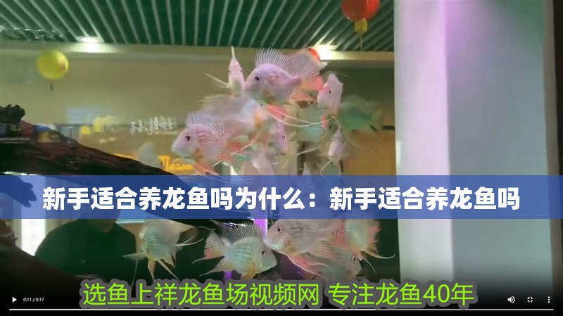 新手適合養龍魚嗎為什么：新手適合養龍魚嗎
