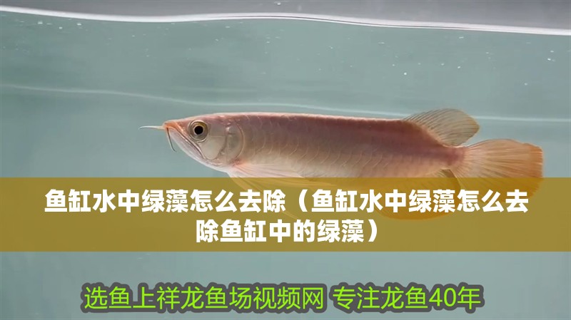 魚缸水中綠藻怎么去除（魚缸水中綠藻怎么去除魚缸中的綠藻）