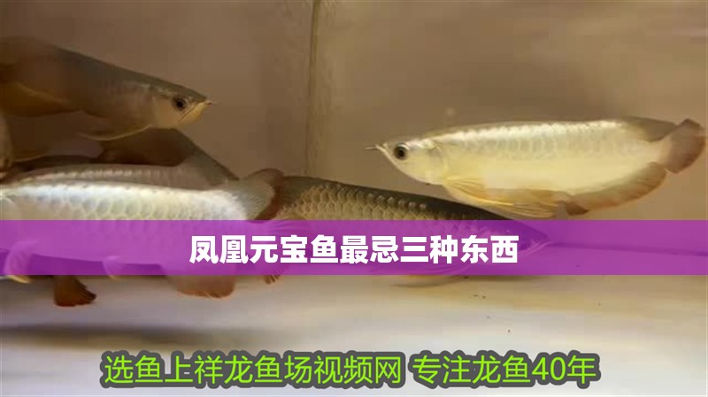 鳳凰元寶魚最忌三種東西