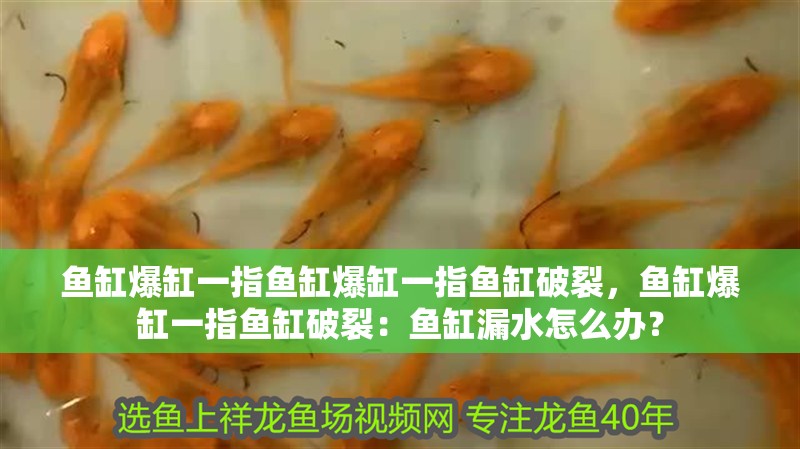 魚缸爆缸一指魚缸爆缸一指魚缸破裂，魚缸爆缸一指魚缸破裂：魚缸漏水怎么辦？