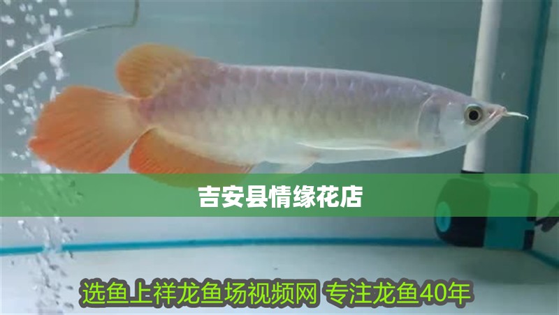 <strong><mark>吉安</mark></strong>縣情緣花店