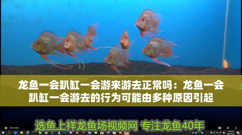 龍魚一會趴缸一會游來游去正常嗎：龍魚一會趴缸一會游去的行為可能由多種原因引起