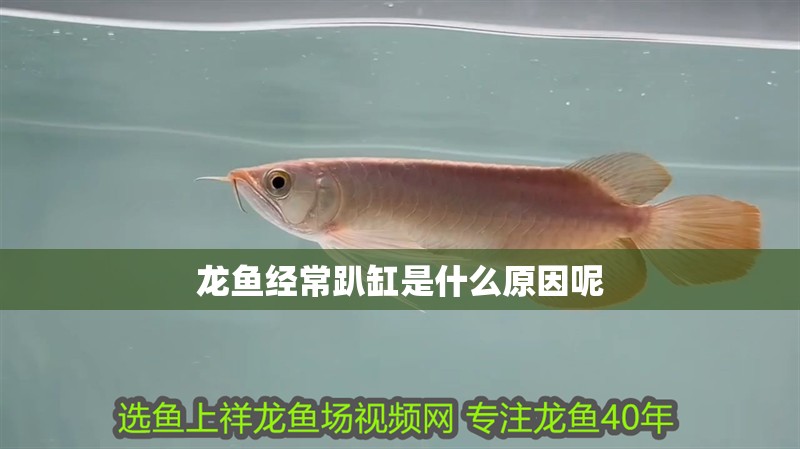 龍魚經常趴缸是什么原因呢