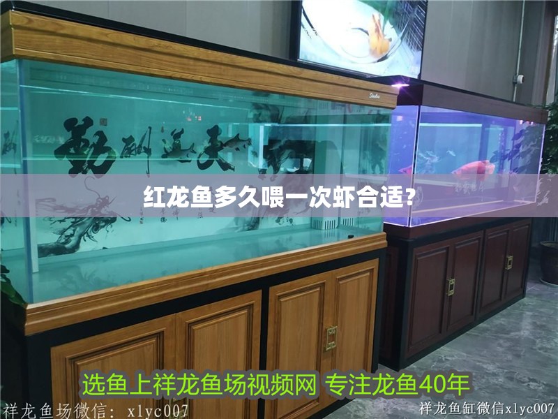 紅龍魚多久喂一次蝦合適？