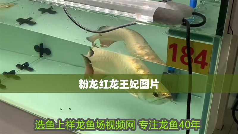 粉龍紅龍王妃圖片
