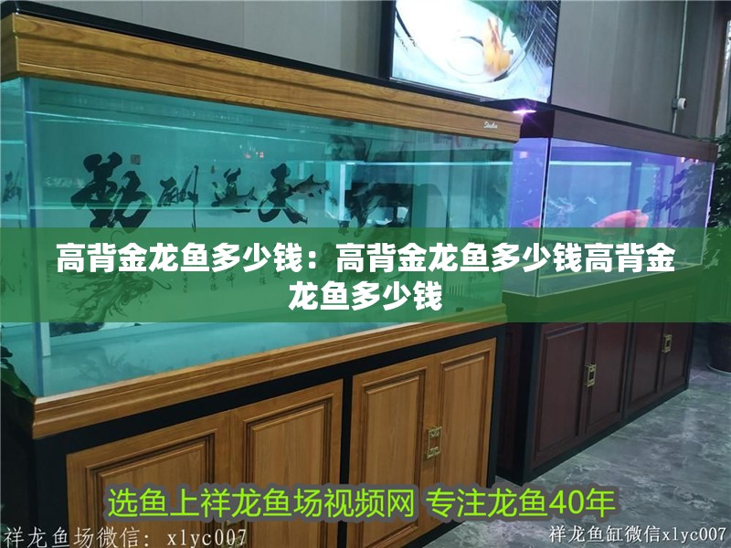 高背金龍魚多少錢：高背金龍魚多少錢高背金龍魚多少錢 高背金龍魚多少錢：高背金龍魚多少錢高背金龍魚多少錢 龍魚百科