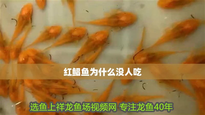 紅鯧魚為什么沒人吃