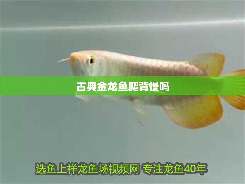 印尼虎魚多少溫度飼養(yǎng)最好:印尼虎魚多少溫度飼養(yǎng)最好印尼虎魚多少溫度飼養(yǎng)最好 古典金龍魚爬背慢嗎 龍魚論壇 古典金龍魚爬背慢嗎 古典金龍魚爬背慢嗎 龍魚論壇