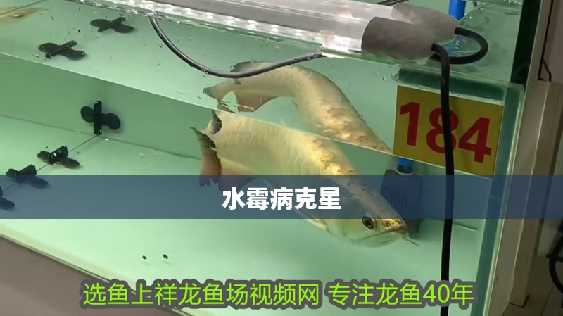 水霉病克星