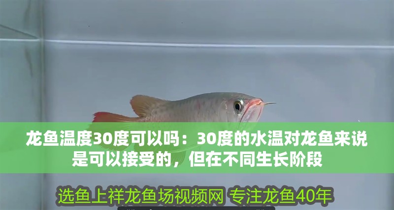 龍魚(yú)溫度30度可以嗎：30度的水溫對(duì)龍魚(yú)來(lái)說(shuō)是可以接受的，但在不同生長(zhǎng)階段