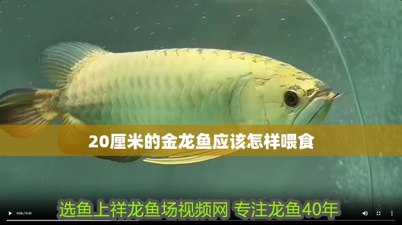 20厘米的金龍魚應該怎樣喂食