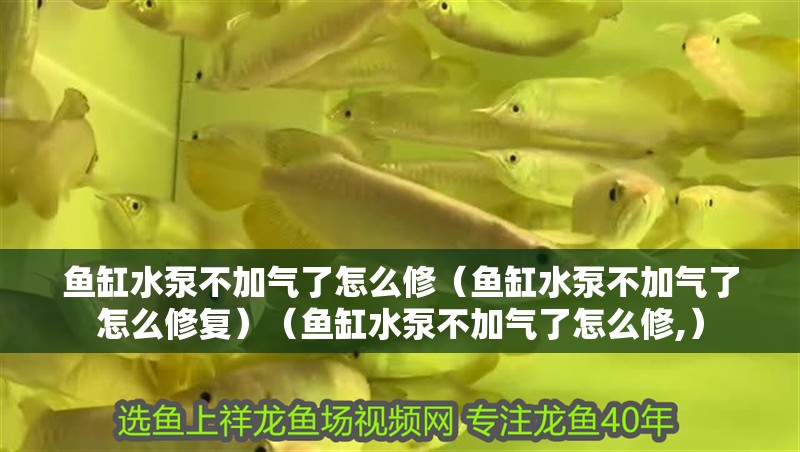 魚缸水泵不加氣了怎么修（魚缸水泵不加氣了怎么修復）（魚缸水泵不加氣了怎么修,）
